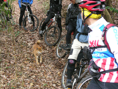 シルクロード　奈良　自転車